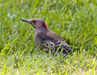 Northern Flicker
